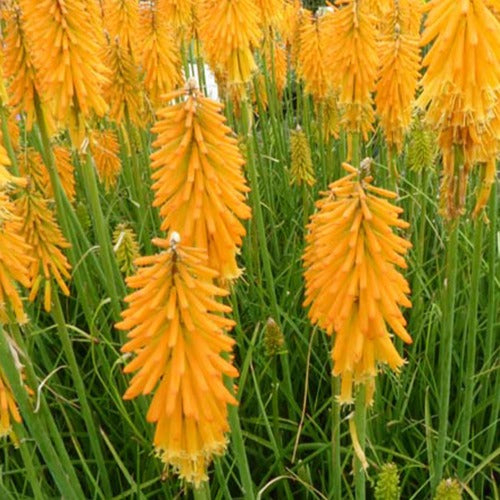 Bakker - Tritoma Mango Popsicle - Kniphofia mango popsicle ( popsicle series ) - Plantes d'extérieur