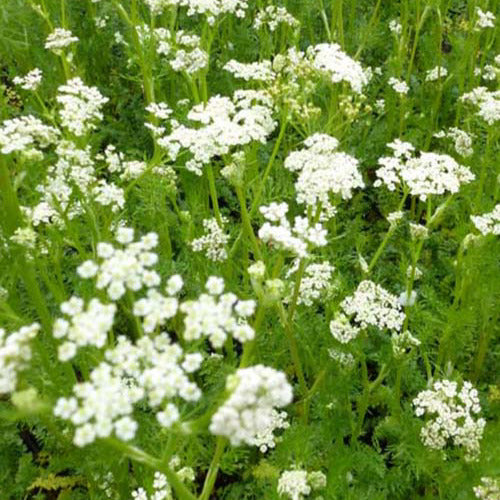 Bakker - 3 Cumins des prés Carvi - Carum carvi - Plantes d'extérieur