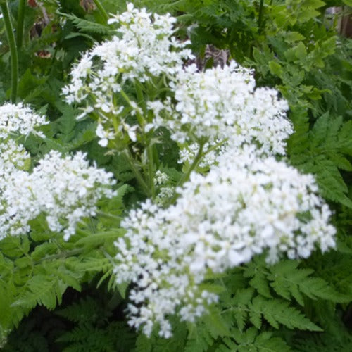 Bakker - Cerfeuil musqué - Myrrhis odorata - Plantes d'extérieur