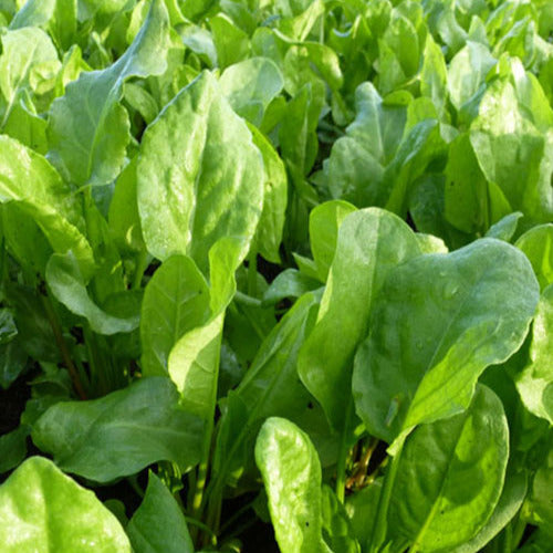 Bakker - 3 Oseilles sauvages - Rumex acetosa - Plantes d'extérieur