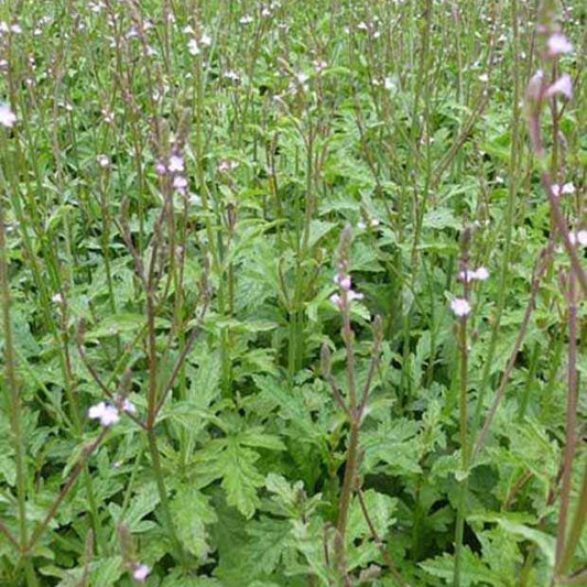 Verveine officinale - Bakker.com | France