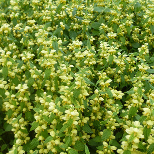 Bakker - 3 Lamiers dorés - Lamium galeobdolon - Plantes d'extérieur