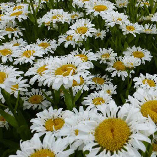 Bakker - Marguerite d'été Lacrosse - Leucanthemum superbum lacrosse - Plantes d'extérieur