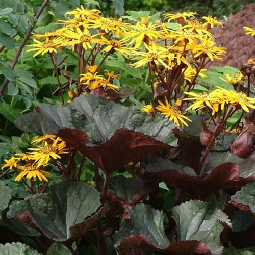 Ligulaire à feuilles dentées Britt Marie Crawford - Bakker