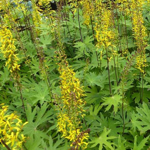 Ligularia przewalskii - Ligulaire de Chine - Ligulaire