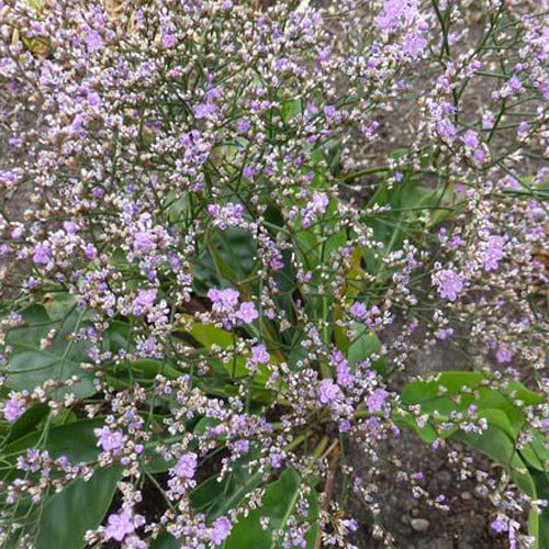 Limonium gerberi - Statice vivace - Plantes vivaces