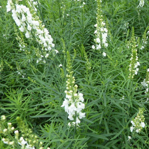 Bakker - Linaire pourpre Springside White - Linaria purpurea springside white - Plantes d'extérieur