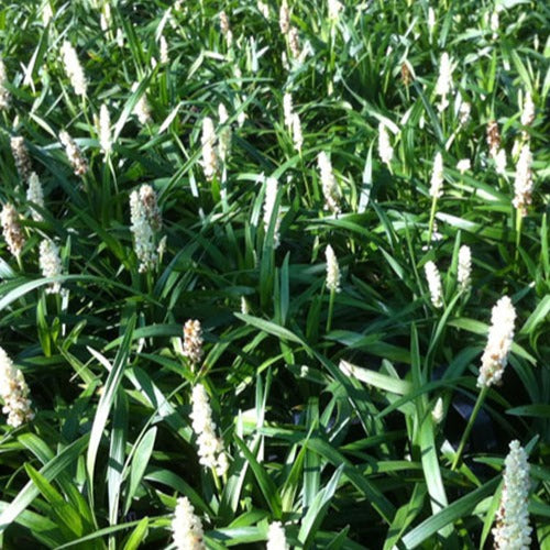 Bakker - Liriope muscari Monroe White - Liriope muscari monroe white - Plantes d'extérieur