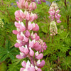 Bakker - 3 Lupins Gallery Pink - Lupinus gallery pink - Plantes d'extérieur