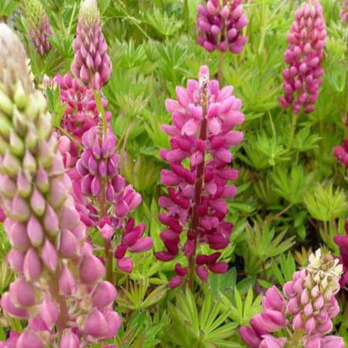 Bakker - 3 Lupins Gallery Red - Lupinus gallery red - Plantes d'extérieur