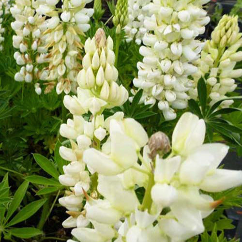 Bakker - 3 Lupins Gallery White - Lupinus gallery white - Plantes d'extérieur