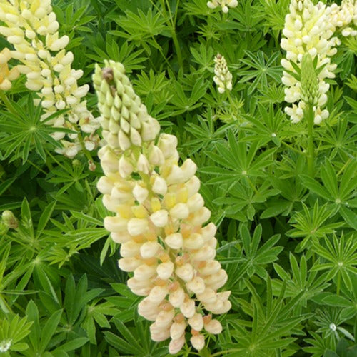 Bakker - 3 Lupins Gallery Yellow - Lupinus gallery yellow - Plantes d'extérieur