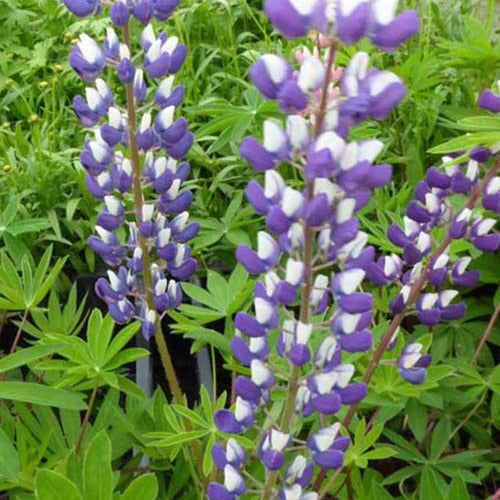 Bakker - 3 Lupins Le Gouverneur - Lupinus the governor - Plantes d'extérieur