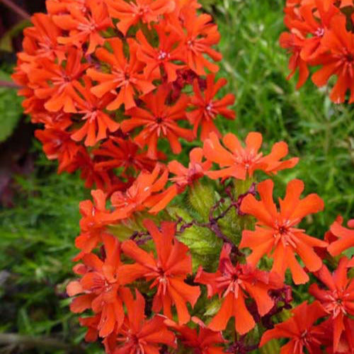 Bakker - 3 Croix de Jérusalem Morgenrot - Lychnis chalcedonica - Plantes d'extérieur