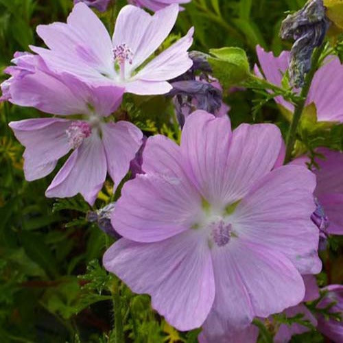 Bakker - 3 Mauves musquées Rosea - Malva moschata rosea - Plantes d'extérieur