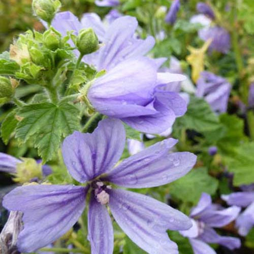 Mauve d'Alger - Bakker