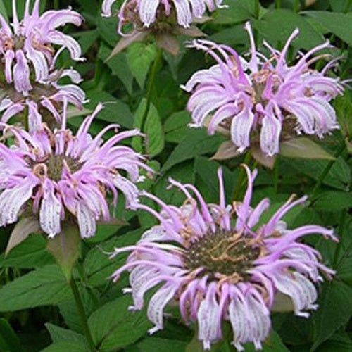 Monarde bradburiana Bergamote sauvage