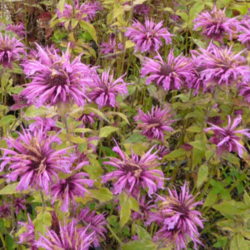 Bakker - 3 Monardes Aquarius - Monarda aquarius - Plantes d'extérieur