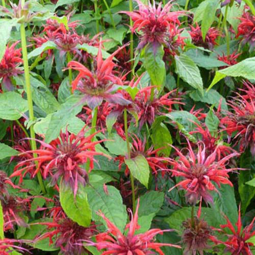 Bakker - 3 Monardes Cambridge Scarlet - Monarda cambridge scarlet - Plantes d'extérieur