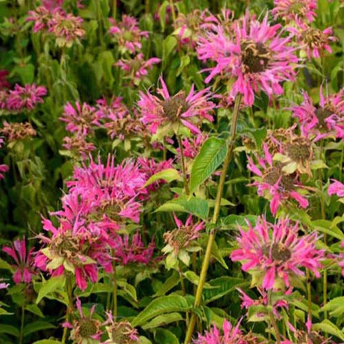 Bakker - 3 Monardes Marshall's Delight - Monarda marshalls delight - Plantes d'extérieur