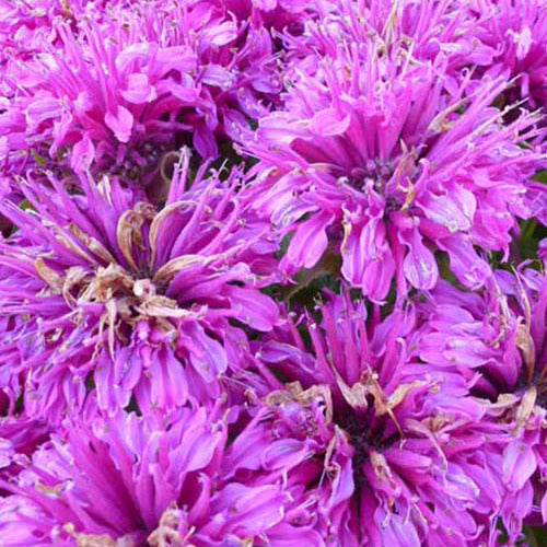 Monarde Purple Lace - Bakker