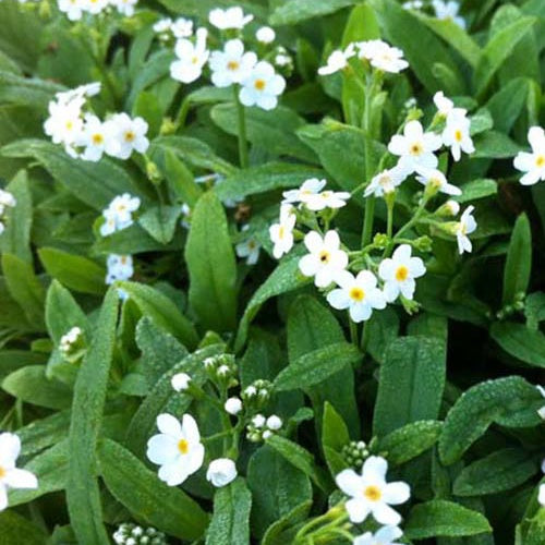 Myosotis des marais Ice Pearl - Bakker