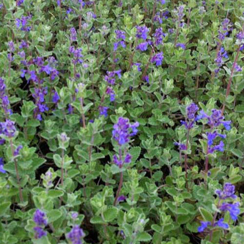 Bakker - 3 Nepetas mussinii - Nepeta mussinii - Plantes d'extérieur