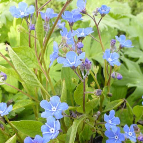 Bakker - Petite bourrache - Omphalodes verna - Plantes d'extérieur