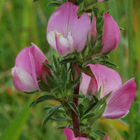 Bugrane épineuse - Bakker
