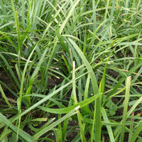 Ophipogon - Muguet du Japon - Bakker