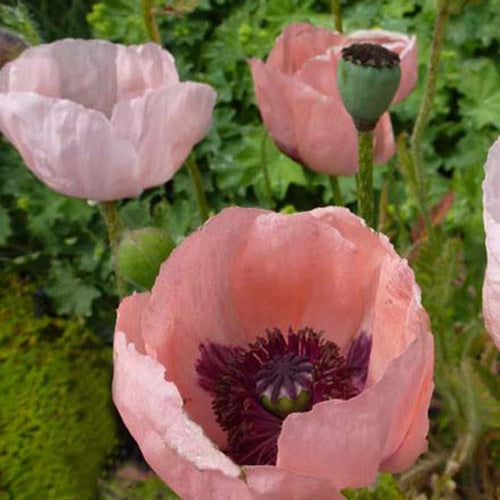 3 Pavots d'Orient Prinzessin Viktoria Luise - Bakker