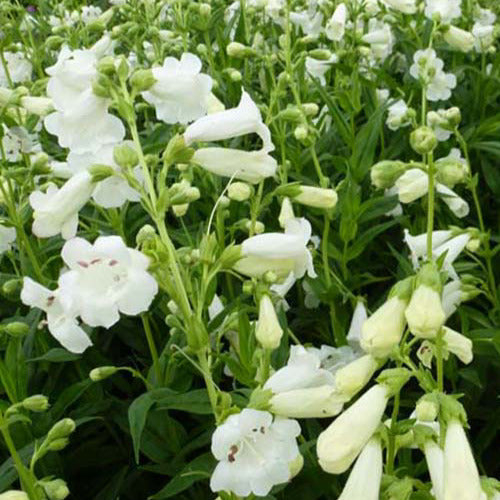 Bakker - Galane White Bedder - Penstemon - Penstemon white bedder - Plantes d'extérieur