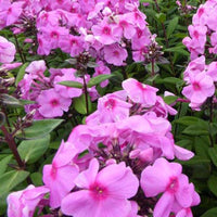 Phlox paniculé Eva Cullum - Bakker