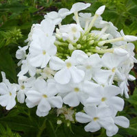 Bakker - 3 Phlox paniculé Fujiyama - Phlox paniculata fujiyama - Plantes d'extérieur