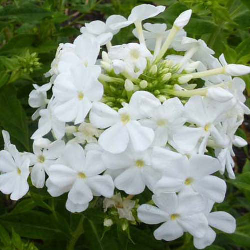 Phlox paniculé Fujiyama - Bakker