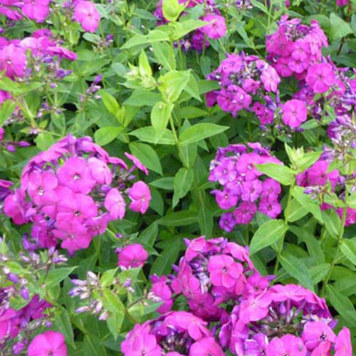 Phlox paniculé The King - Bakker