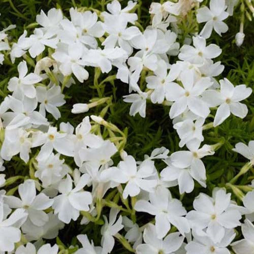 Bakker - 3 Phlox mousse White Delight - Phlox subulata white delight - Plantes d'extérieur