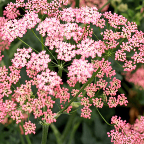 Bakker - Grand boucage à fleurs roses - Pimpinella major rosea - Plantes d'extérieur