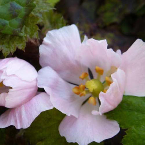 Bakker - Podophylle pelté - Podophyllum hexandrum - Plantes d'extérieur