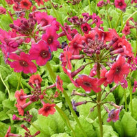 3 Primevère du Japon Millers Crimson - Bakker
