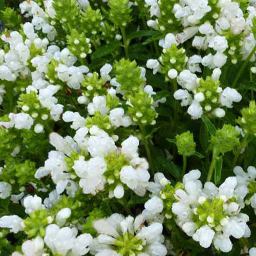 Bakker - 3 Brunelles à grandes fleurs White Loveliness - Prunella grandiflora white loveliness - Plantes d'extérieur