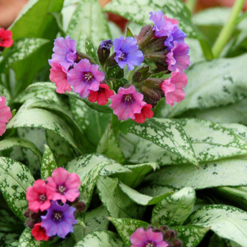 Bakker - Pulmonaire Silver Bouquet - Pulmonaria silver bouquet - Plantes d'extérieur