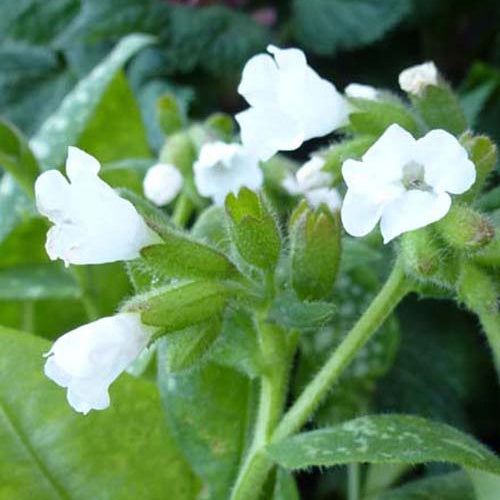 Pulmonaire officinale Sissinghurst White - Bakker