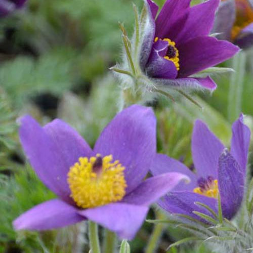 Bakker - 3 Anémones pulsatilles - Pulsatilla vulgaris - Plantes d'extérieur