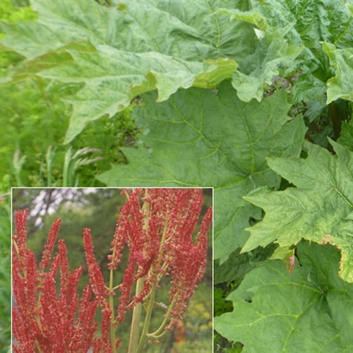 Rhubarbe palmée - Bakker