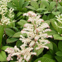 Rodgersia à feuilles de marronnier