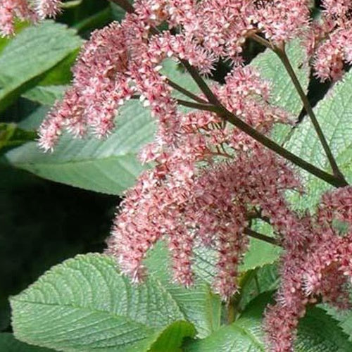 Rodgersia pinnata Elegans - Bakker
