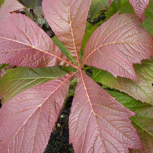 Rodgersia à feuilles pennées Rotlaub - Bakker