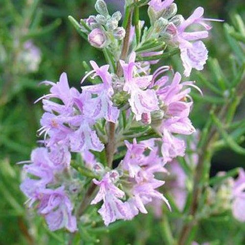 Bakker - Romarin officinal Majorca Pink - Rosmarinus officinalis majorca pink - Terrasses et balcons