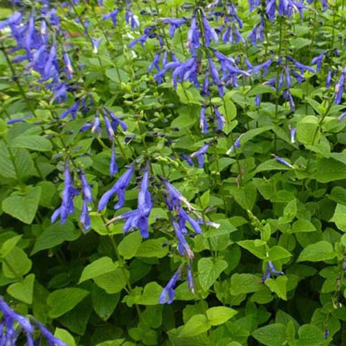 Bakker - Sauge Blue Enigma - Salvia guaranitica blue enigma - Plantes d'extérieur